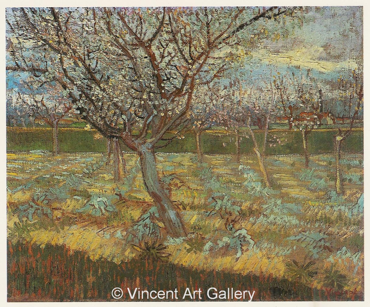 JH1383, Apricot Trees in Blossom